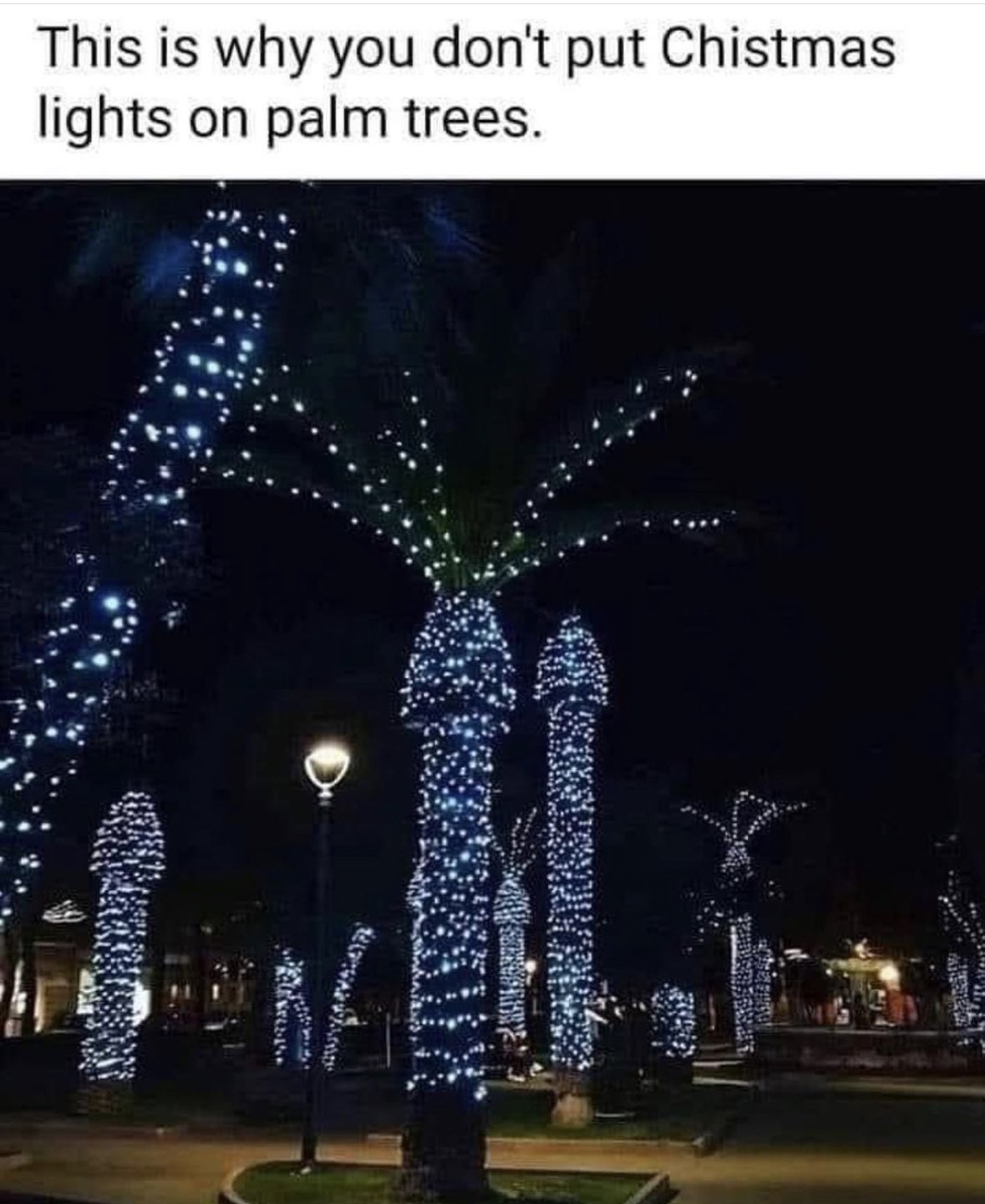 palmtrees.jpeg