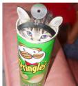 mr.pringles