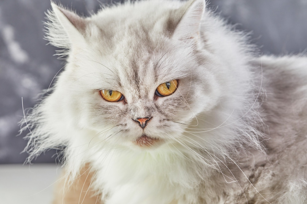 white-british-cat-with-yellow-eyes-gray.jpg