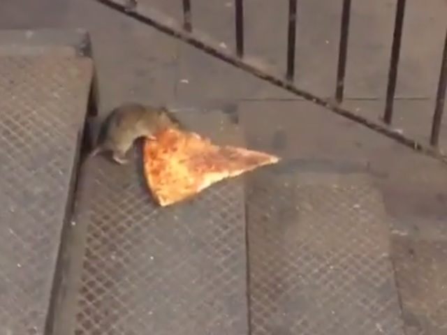 pizza-rat-640x480.jpg