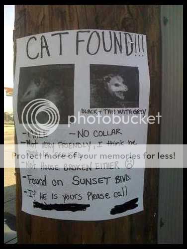 found_cat.jpg