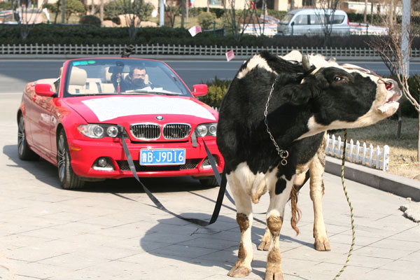 bmw-cow-china-1.jpg