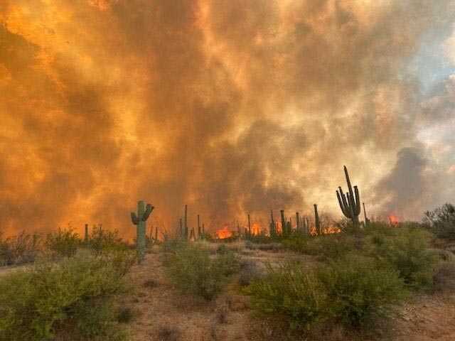 Bush-Fire-Saguaro-Cactus.jpg