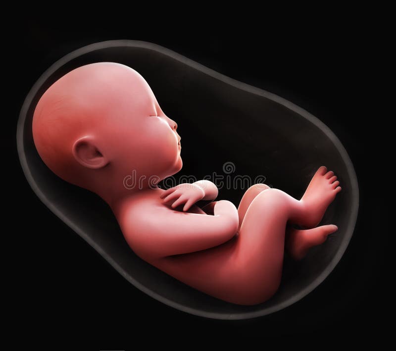 fetus-inside-womb-concept-66009519.jpg