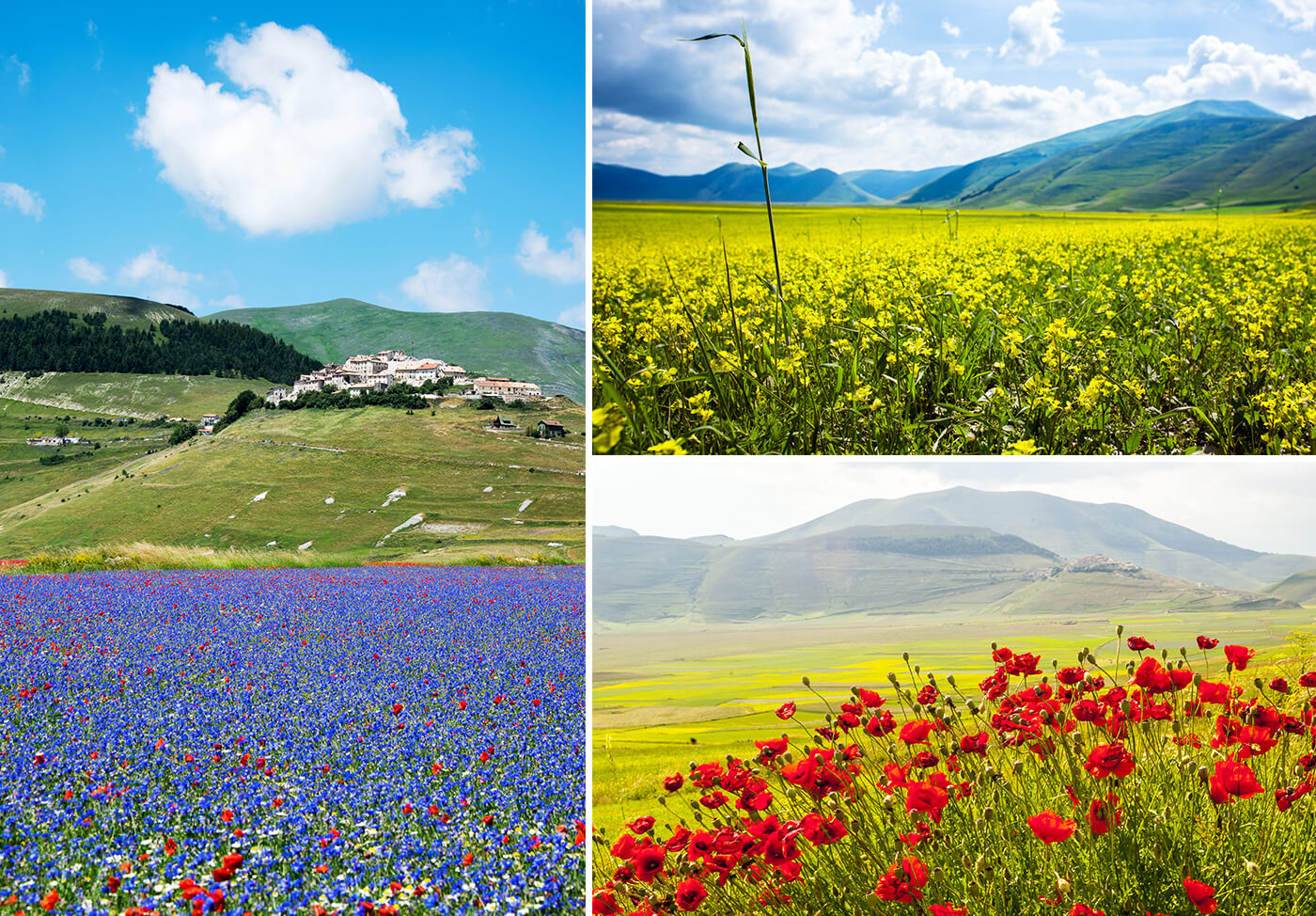 Fioritura-Castelluccio-di-Norcia-Italia-3.jpg