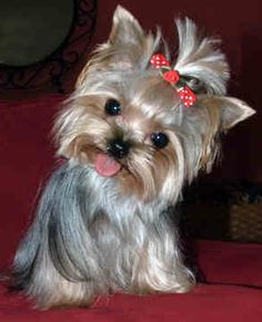 af09772f534cffc13f354ec44e0cda65--yorkie-puppies-baby-puppies.jpg