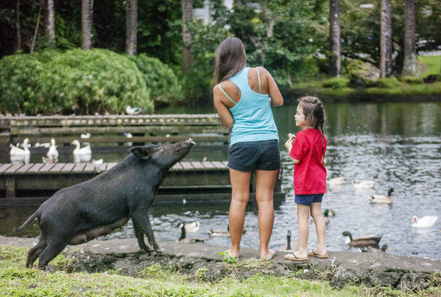 web1_Pigs_at_Wailoa_1.jpg