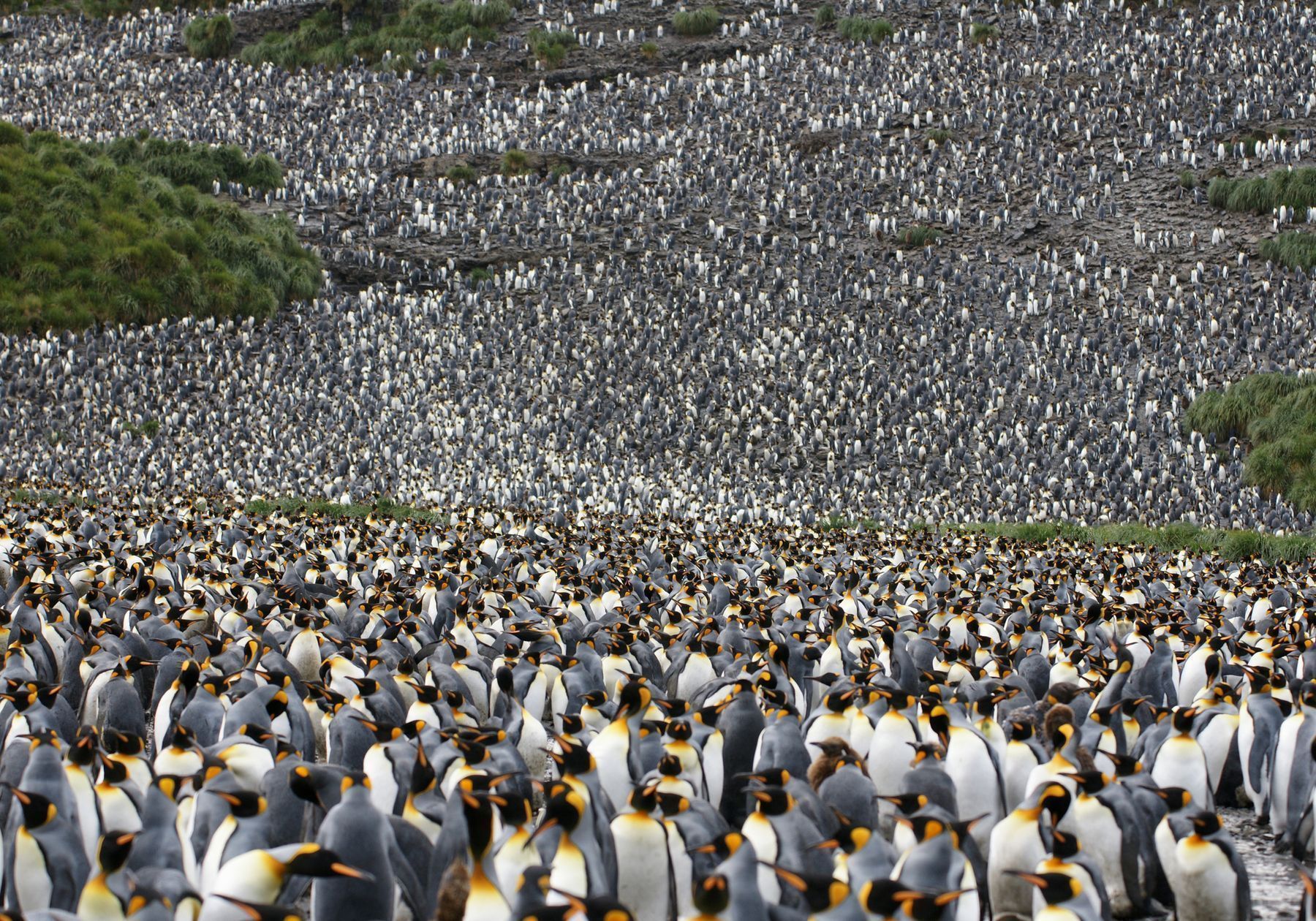 king-penguins.jpg