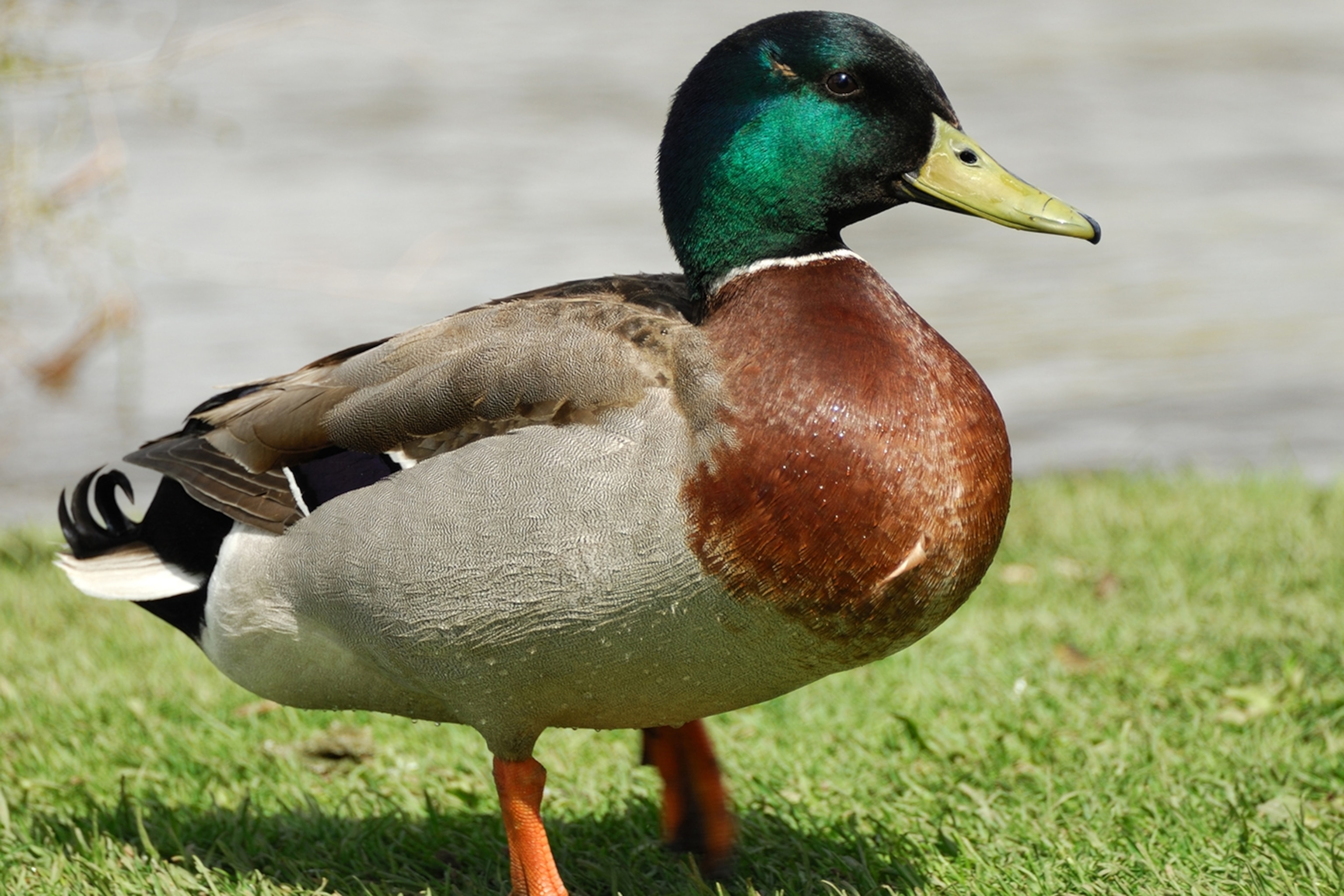 mallard-male-standing_3x2.jpg