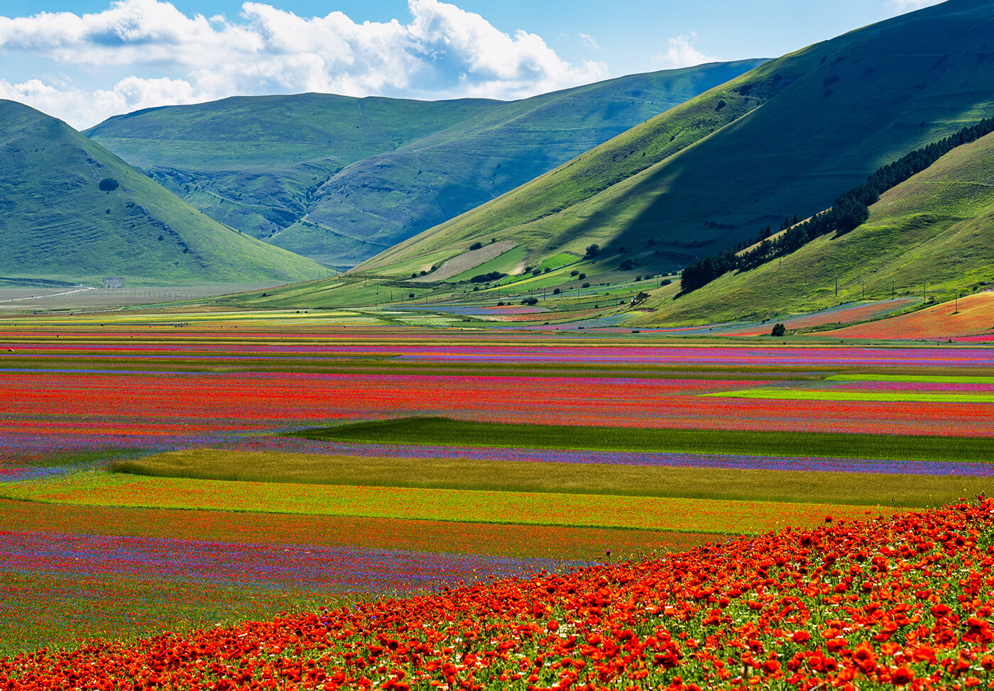 Fioritura-Castelluccio-di-Norcia-Italia-2.jpg