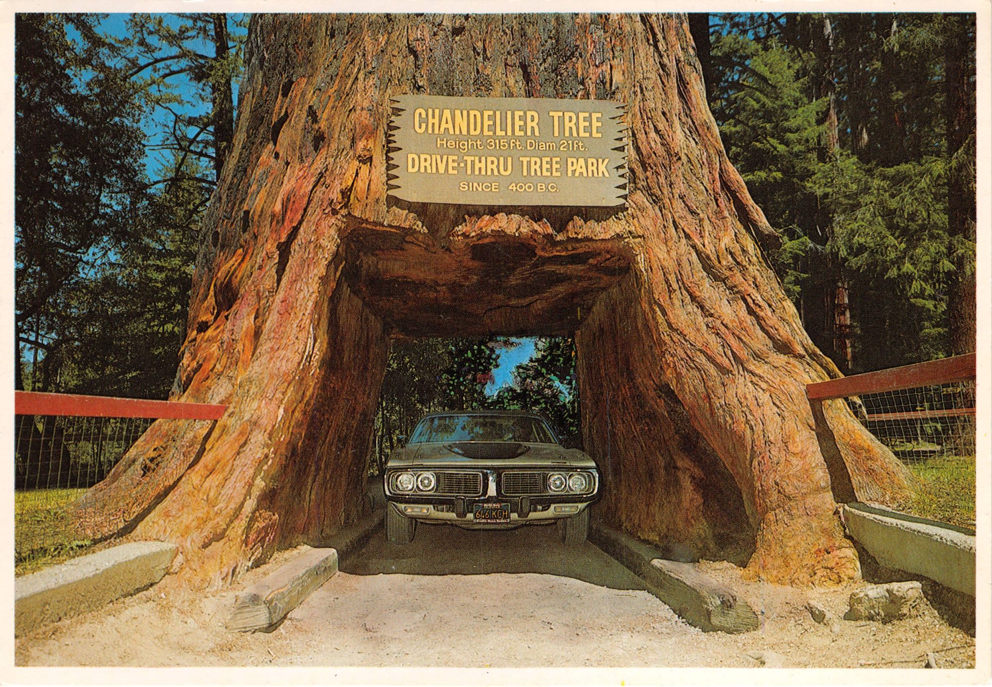 Drive-through-Redwood-tree.jpg