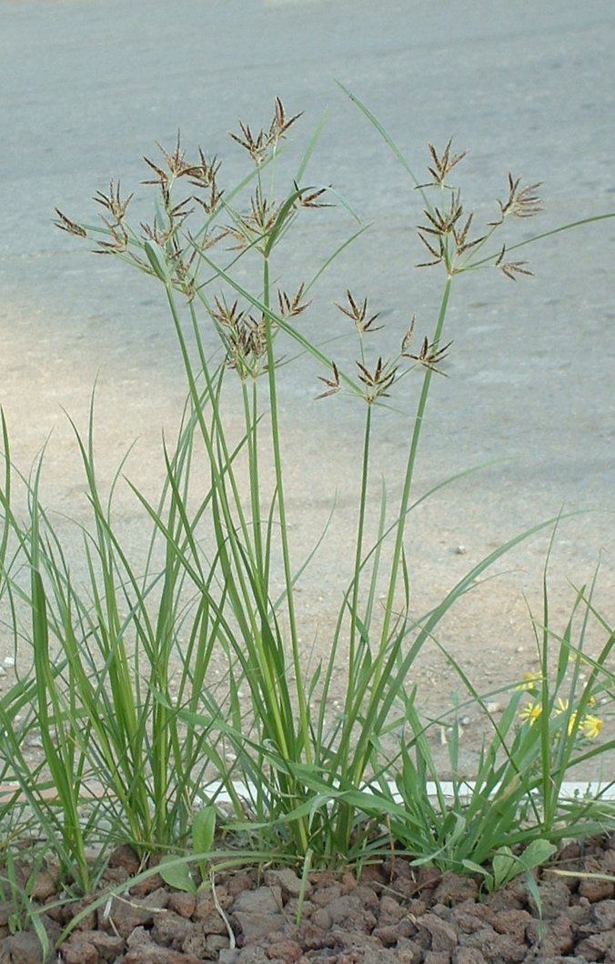 Nutgrass_Cyperus_rotundus02.jpg