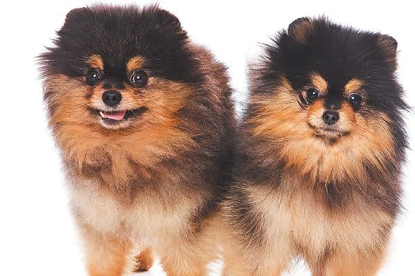 2-pomeranians-600x400.jpg