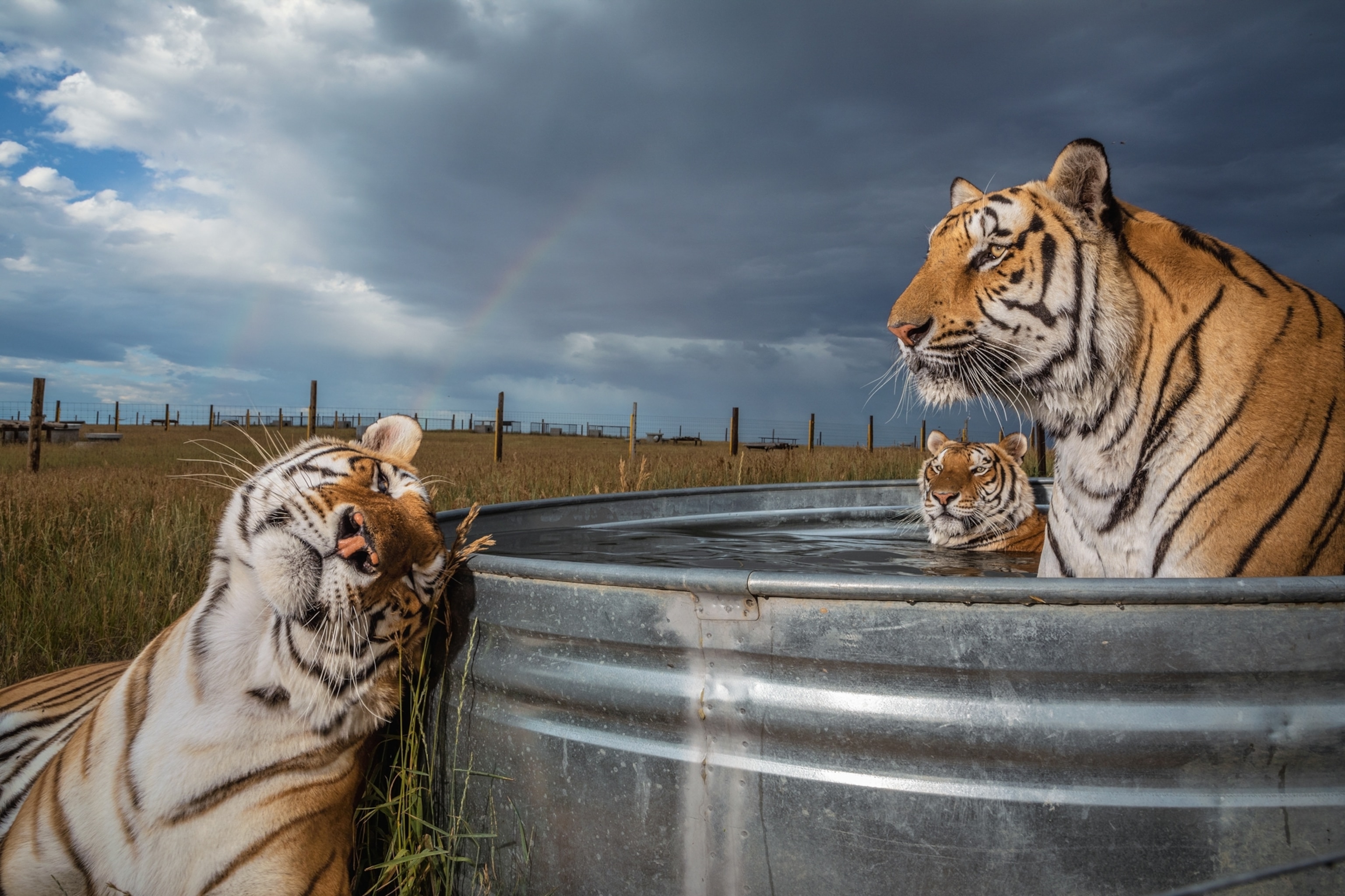 bathing-tigers.jpg