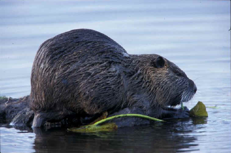 nutria-001.jpg