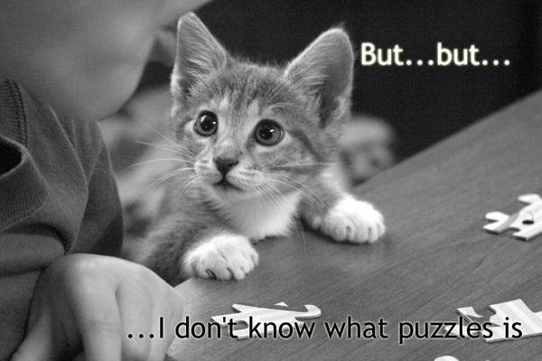 puzzled-kitty.jpg