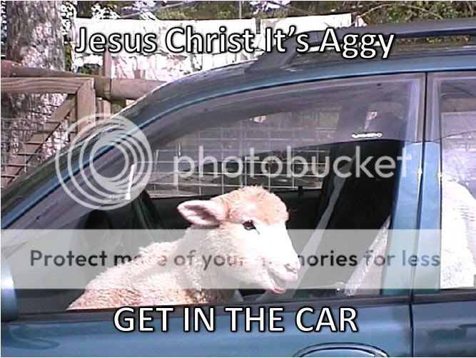 Sheepcar.jpg