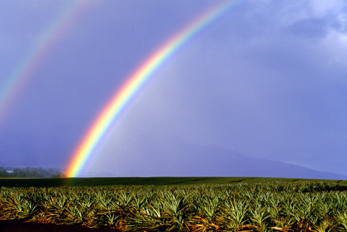 hawaii-oahu-rainbow-over-pineapple-fields-picture-id171146365