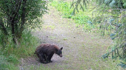 bear-poos-in-the-woods.jpg