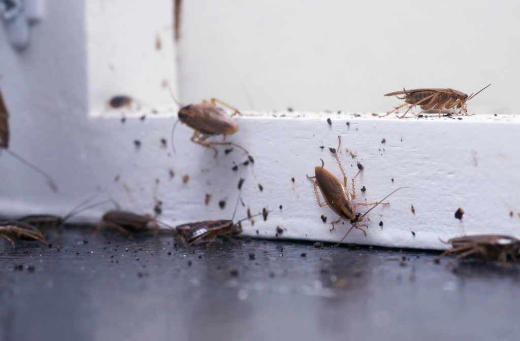 Roaches-door-2-1024x672.jpg