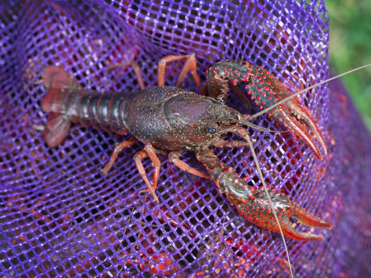 crawfish-shipping-image-1200x900.jpg