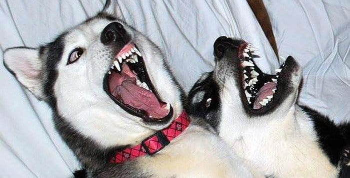 huskies-fighting.jpg