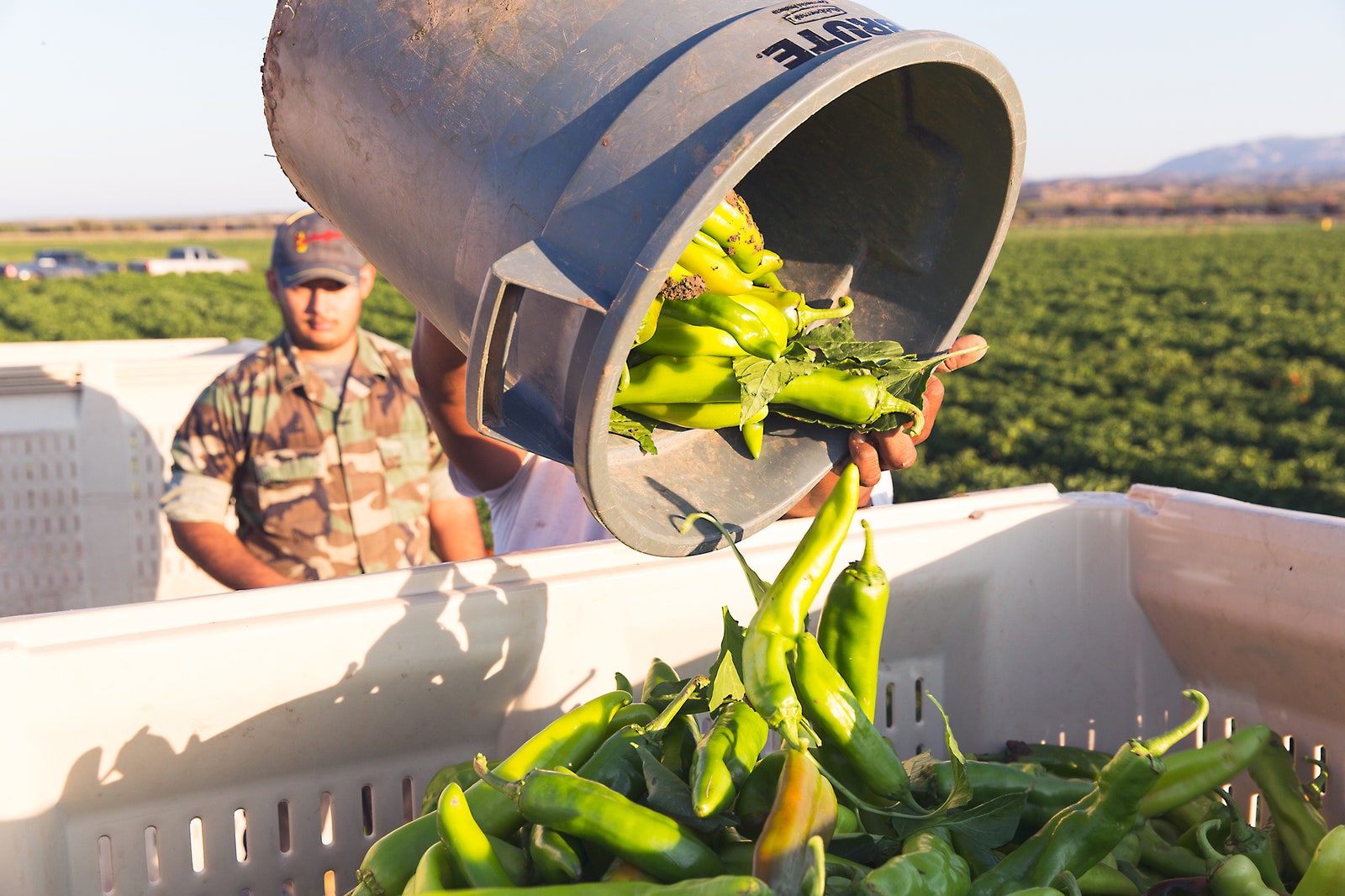 Hatch-Chile-harvest.jpg