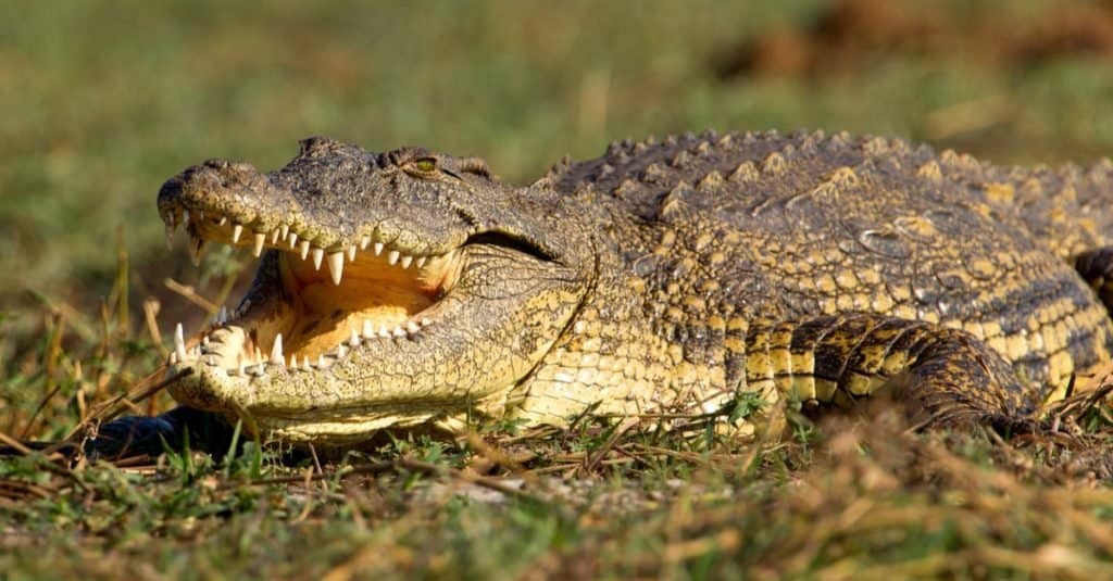 Aggressive-Animal_-Nile-crocodile-1024x535.jpg