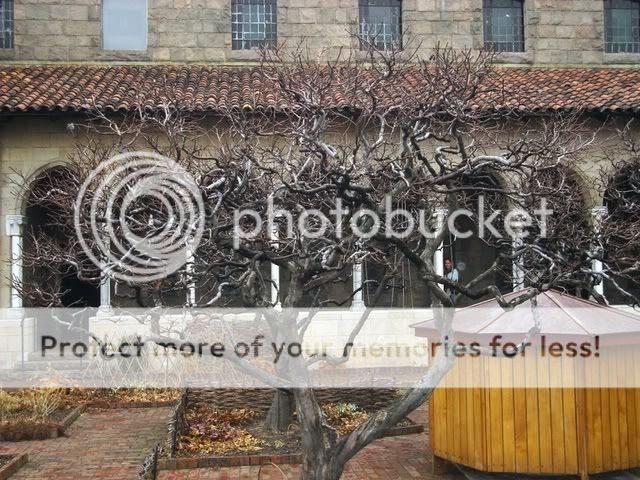 Tree-Cloisters.jpg