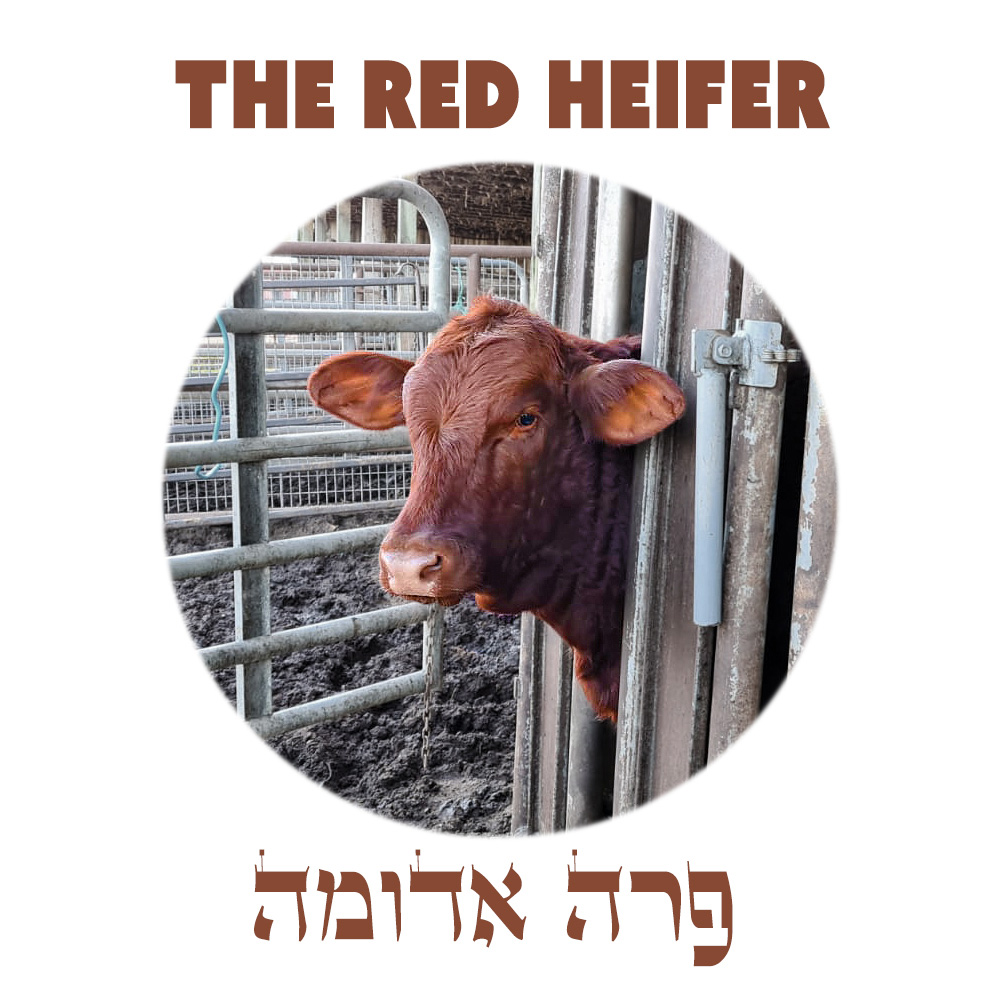 red-heifer-banner.jpg