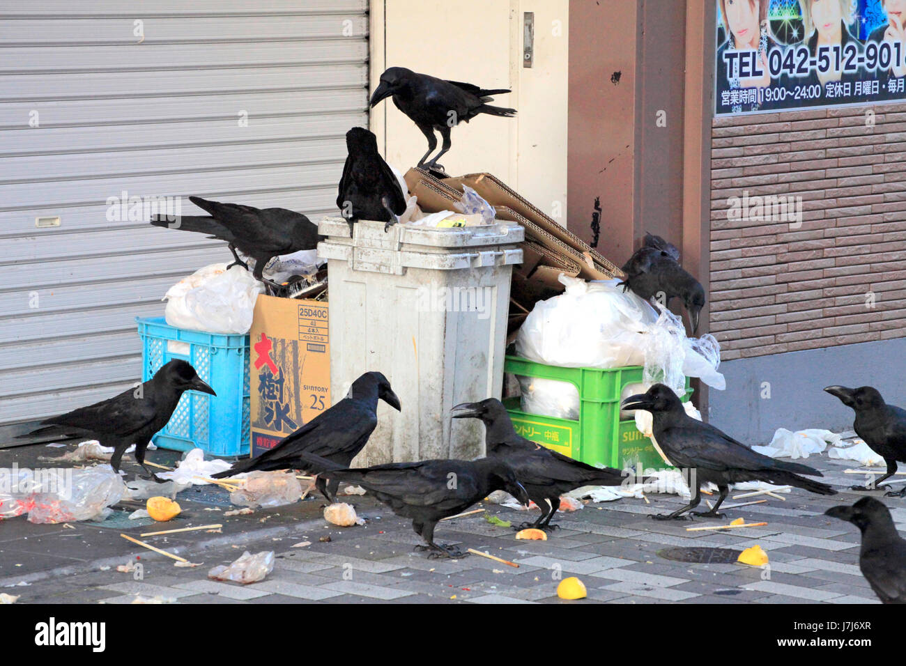 urban-crows-on-garbage-in-tachikawa-city-tokyo-japan-J7J6XR.jpg