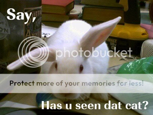 BunnySeenCat.jpg