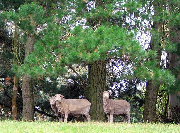 sheep-pine-trees.jpg