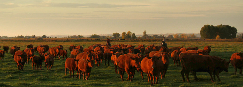 cattle-angus-bulls.jpg