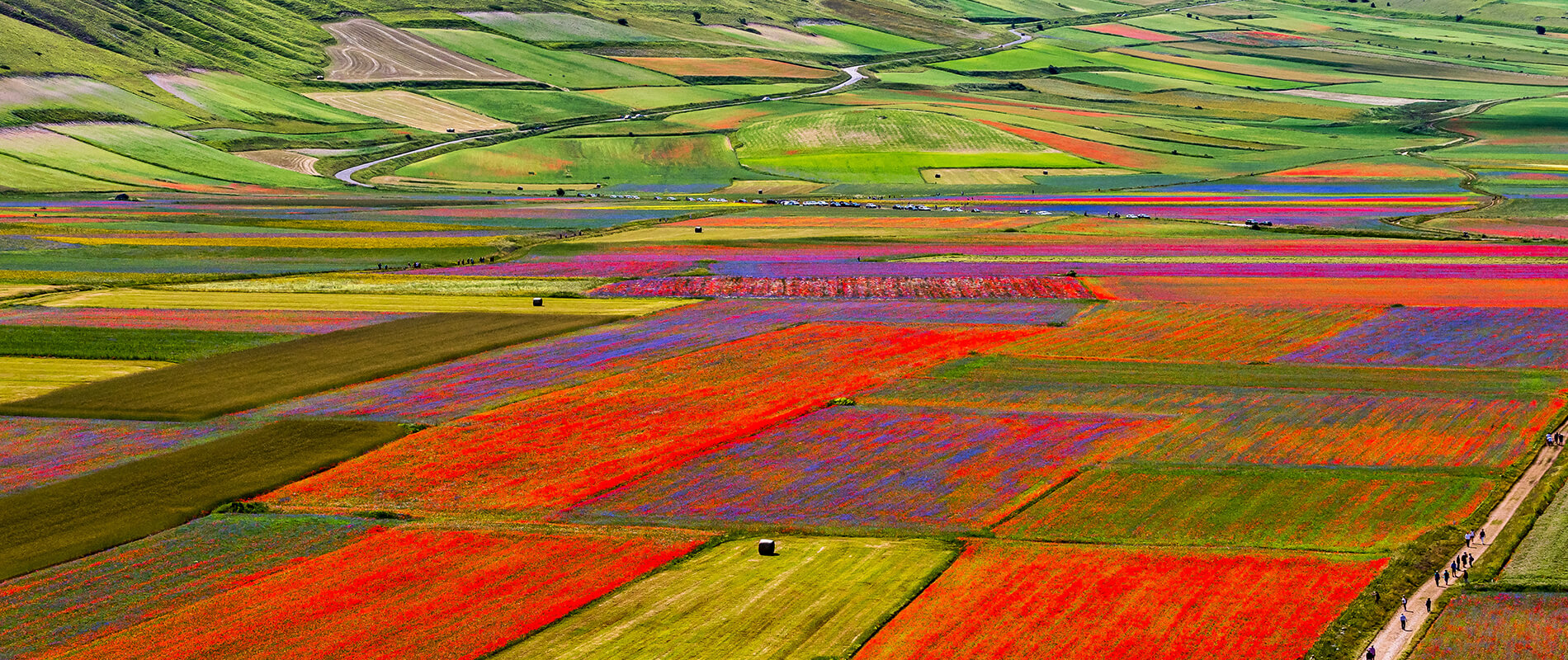 Fioritura-Castelluccio-di-Norcia-Italia-COVER-1.jpg