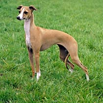 italian-greyhound.jpg