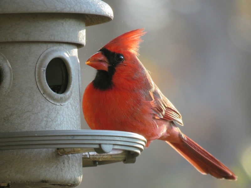 cardinal-perched-on-feeder.jpg