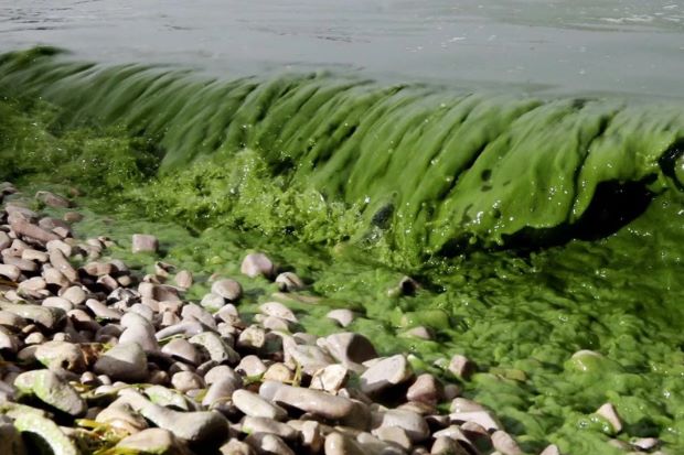 algae-pollution.jpg