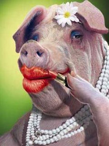 lipstick-on-a-pig_466562_1.jpg